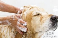 <b>什么样的洗澡频率比较适合狗狗？</b>