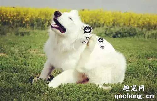 狗狗经常挠痒痒怎么回事?