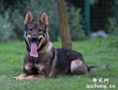 <b>昆明犬特征性格外貌有哪些?</b>