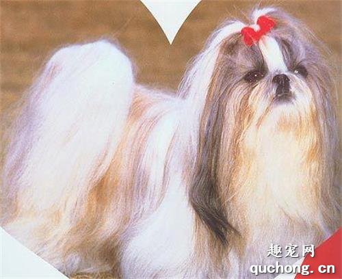 拉萨狮子犬体征和特点有哪些?