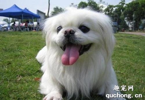 北京犬的性格特点？