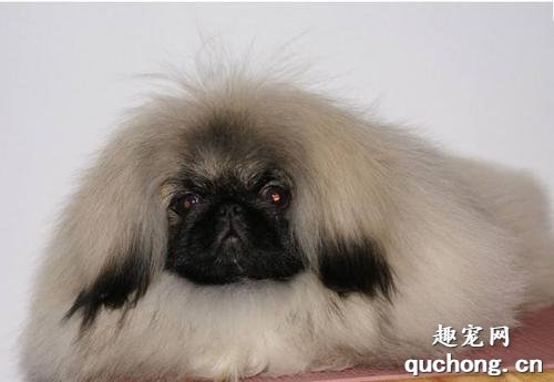 北京犬的性格特点?