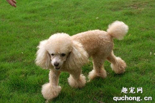 什么是贵妇犬？贵妇犬有什么体貌特征和生活习性？