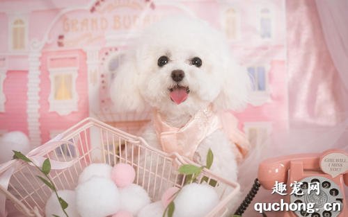 什么是贵妇犬？贵妇犬有什么体貌特征和生活习性？