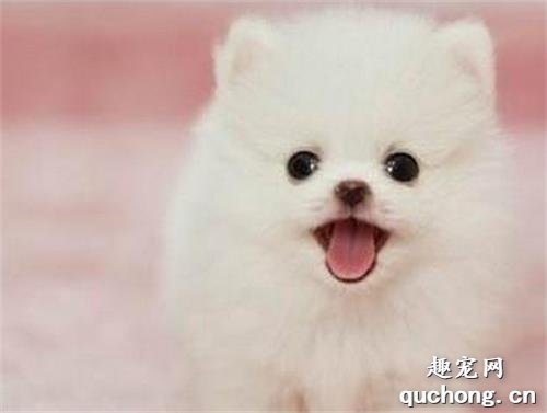 什么是博美犬?博美犬有着怎样的样貌特征和生活习性?