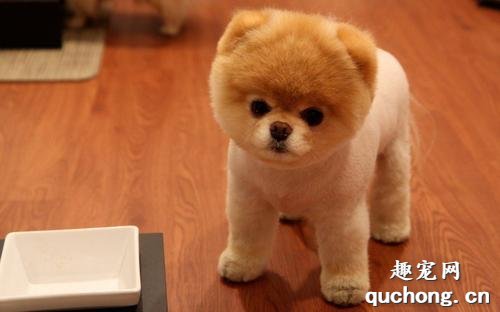 什么是博美犬?博美犬有着怎样的样貌特征和生活习性?