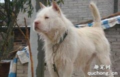 <b>什么是正宗的下司犬？下司犬的体貌和特征有哪些？</b>