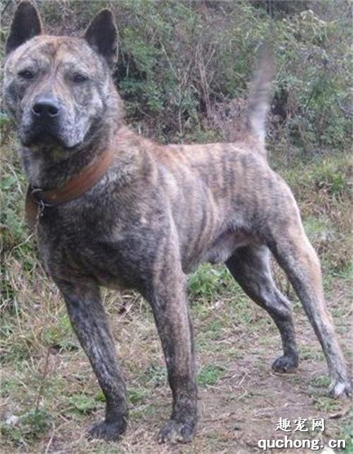 什么是正宗的下司犬?下司犬的体貌和特征有哪些?