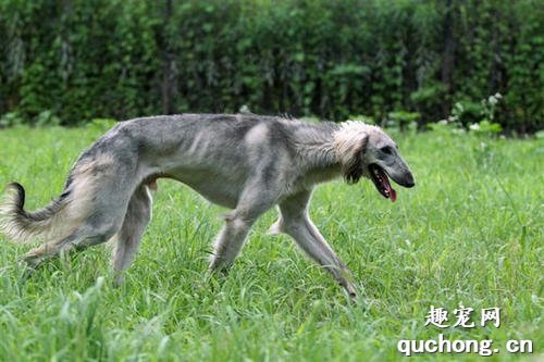 什么是山东细犬?山东细犬的特征是什么?