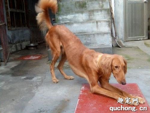 什么是山东细犬?山东细犬的特征是什么?
