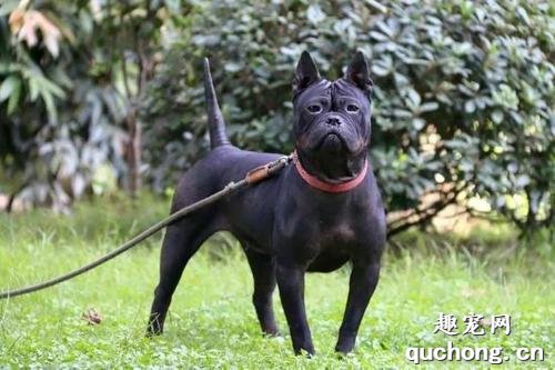 什么是重庆犬？重庆犬的体貌体征和生活习性是什么？