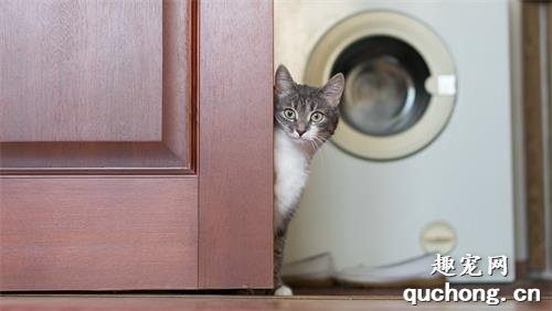 家里养猫需要注意什么？