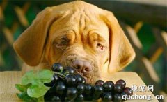 <b>狗狗能吃葡萄么？</b>