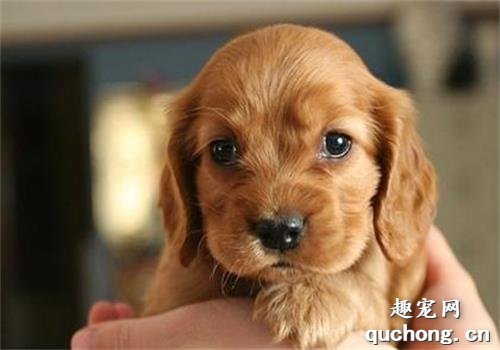 什么是可卡犬？可卡犬的样貌特征和生活习性