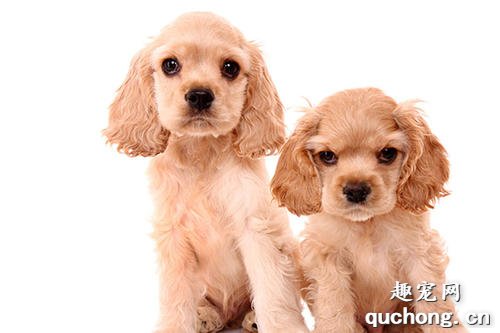 什么是可卡犬？可卡犬的样貌特征和生活习性