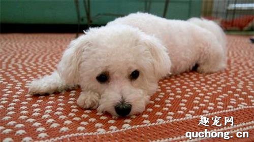 什么是比熊犬?比熊犬有什么样貌特征和生活习性?