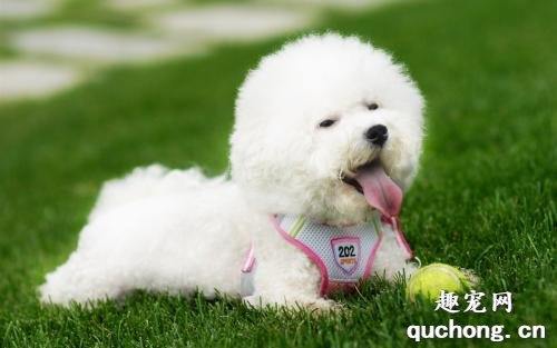 什么是比熊犬?比熊犬有什么样貌特征和生活习性?