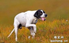 <b>什么是波音达猎犬？波音达猎犬的样貌特征和生活习性</b>
