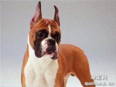 <b>什么是拳师犬？拳师犬的样貌特征和生活习性</b>