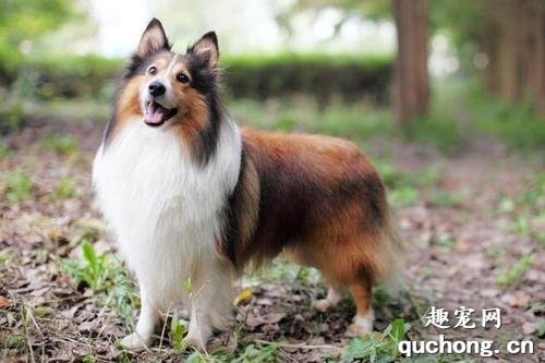 什么是喜乐蒂牧羊犬?喜乐蒂牧羊犬有什么样貌特征和生活习性?