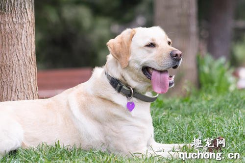 什么是拉布拉多犬？拉布拉多犬有什么样貌特征和生活习性？