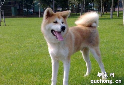 什么是秋田犬?秋田犬有什么样貌特征和生活习性呢?