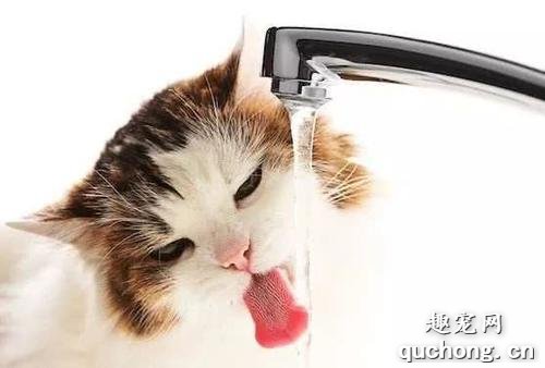 让猫咪多喝水的5个小技巧