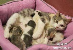 <b>怀孕期及哺乳期的猫妈妈饮食注意事项</b>