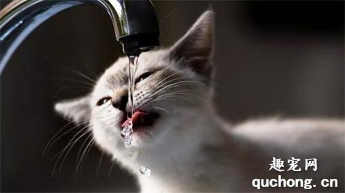 四种方法帮助宠物猫咪和狗狗多喝水