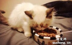 <b>为什么干猫粮不适合当作猫咪主食?</b>