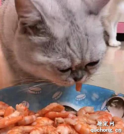 猫咪能吃虾吗？猫咪吃虾健康吗？