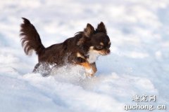 冬天要怎么安排狗狗的运动？