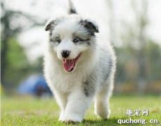 <b>鼻子干的狗狗是怎么了？</b>