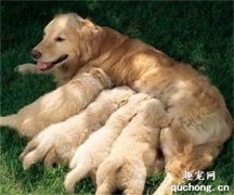 <b>怎么照顾饲养哺乳期母犬？</b>