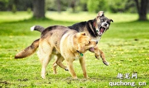 为什么会出现犬群间的支配性攻击行为呢？应该如何纠正？