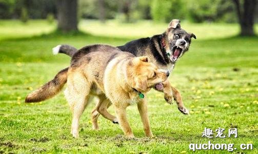 为什么会出现犬群间的支配性攻击行为呢?应该如何纠正?