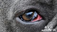 狗狗也会有红眼病？