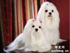 <b>狗吃完饭多久拉屎遛弯？</b>