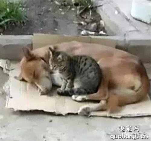 <b>马来相依为命的流浪狗和小猫，双双被毒死在路边，照片令人心碎</b>