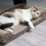 <b>如何帮助你的小猫咪使用猫抓板？</b>
