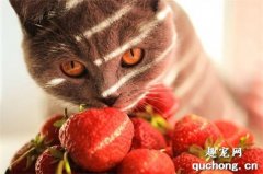 <b>猫咪能吃草莓吗？</b>