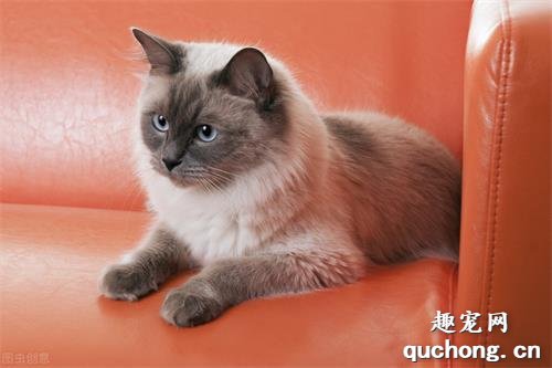 布偶猫常见的6种颜色,如何区分呢?