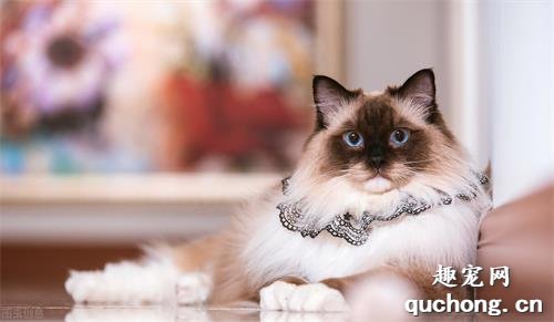 布偶猫常见的6种颜色,如何区分呢?