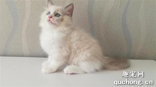 布偶猫常见的6种颜色,如何区分呢?