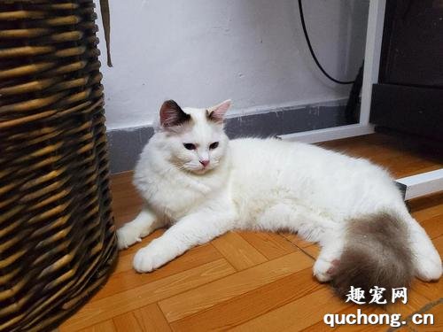 布偶猫常见的6种颜色,如何区分呢?
