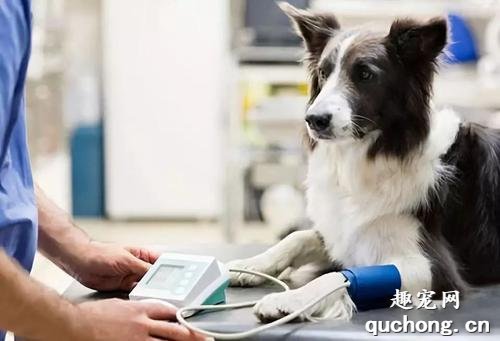 如何检查狗狗的呼吸，狗狗的脉搏？