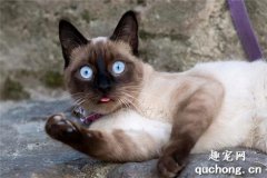 <b>暹罗猫为什么会被称为“猫中狗”？</b>