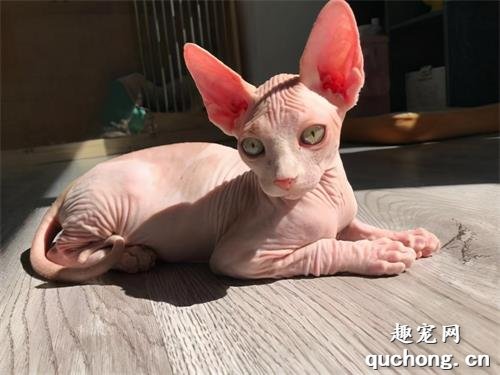 5个最难养的猫咪品种,养过的都是大神