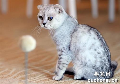 5个最难养的猫咪品种,养过的都是大神