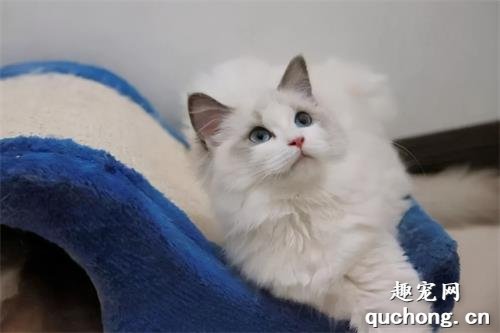 5个最难养的猫咪品种,养过的都是大神